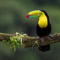 Ornitología: Especialista en Aves Exóticas